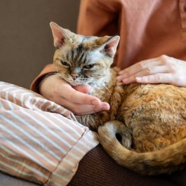 고양이가 집사한테서 “아, 좋아”를 명백히 느끼는 순간 4