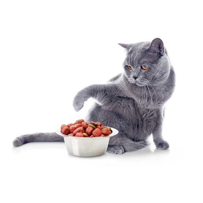 Q. 고양이가 밥을 모래로 덮는 듯한 행동을 하는 의외의 3가지 이유