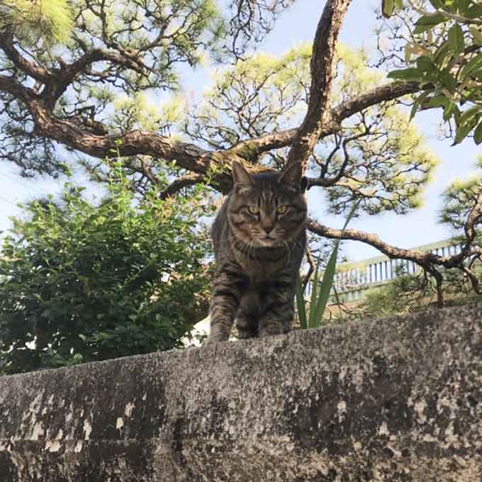 Q. 고양이 사회에서 대장고양이는 어떤 존재일까