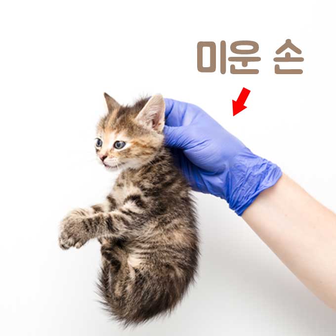 Q. 고양이 목덜미 잡고 들어올리면 절대 안 되는 이유