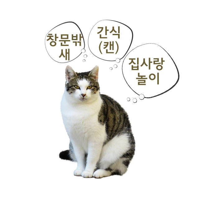 Q. 누가 내 기억력이 나쁘다고 함? 고양이 기억력 특징 4