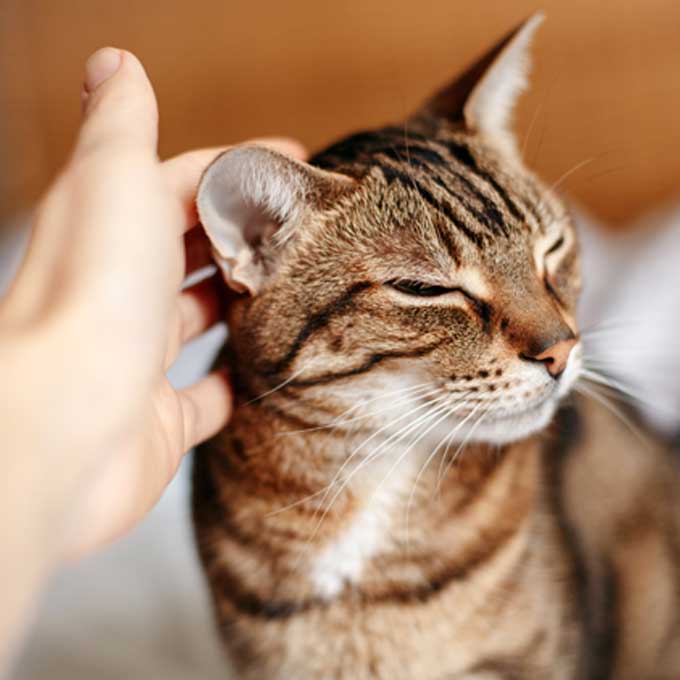 집사가 쓰다듬어줄 때, 지그시 눈 감는 고양이 심리 4