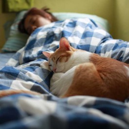 Q. 고양이가 잠자리를 자주 바꾸는 이유 3