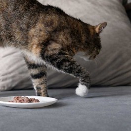 Q. 고양이가 사료와 간식을 모래로 덮는 것 같은 행동을 하는 이유?(2026년 업데이트)