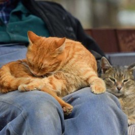 고양이가 무릎에서 그루밍하는 이유 3가지, 알면 더 사랑스럽다