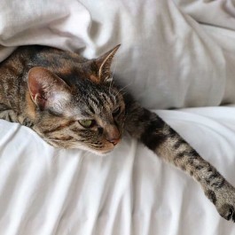 Q. 가을철 고양이가 집사 침대로 올라올 때의 마음 3