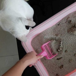 Q. 화장실 청소할 때 고양이가 곁에서 보고 있는 이유 4