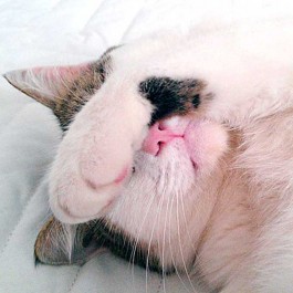 Q. 고양이가 앞발로 얼굴을 가리고 자는 이유? 빛에 민감한 눈 구조 때문임(2026년 업데이트)