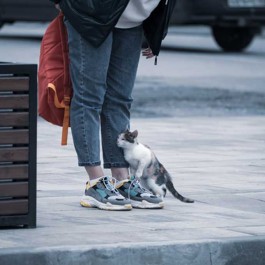 고민 레전드, 길고양이가 나한테 친한 척 할 때 마음 3