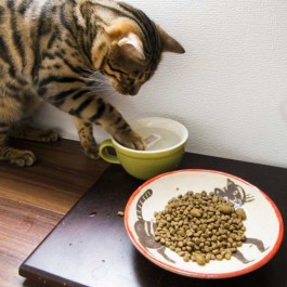 Q. 일명 '찍먹냥', 고양이가 밥과 물을 앞발로 찍어 먹는 이유