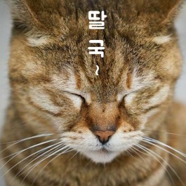 “식탐 많은 냥이 딸꾹질 잘한다”, 고양이 딸꾹질이 멈추지 않는 상황 4