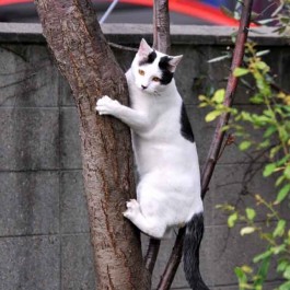Q. 왜 고양이는 나무를 잘 타는가