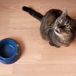 Q. 배고픈 고양이가 집사한테 밥 달라고 조를 때 하는 행동 7