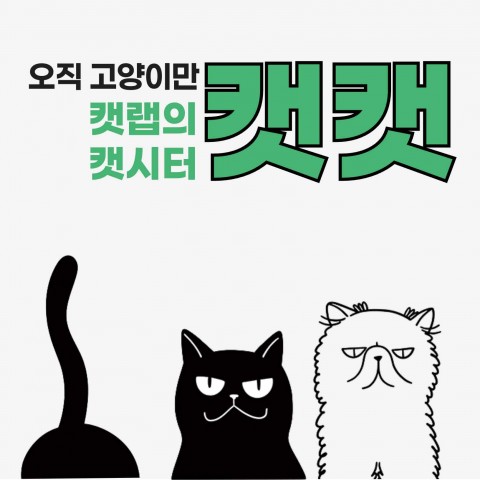 오직 고양이만! 캣랩이 만든 고양이 전문 방문 케어, 캣캣