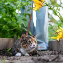고양이 산책이 위험한 이유 딱 3가지 - 질병·부상·실종