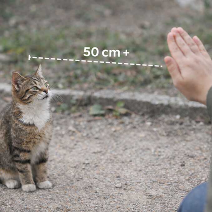 Q. 길고양이에게 오래 밥을 줘도 거리를 두는 이유 – 고양이 사회화 시기의 영향(2026년 업데이트)