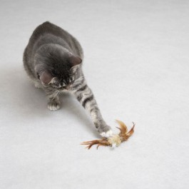 Q. 툭툭, 고양이가 앞발로 물건을 건드려보는 이유(2026년 업데이트)