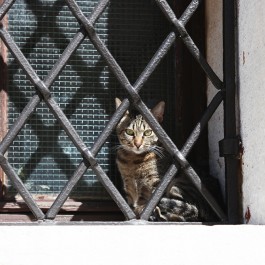 길고양이일까? 집고양이일까 - 크로아티아의 길고양이 ⑬