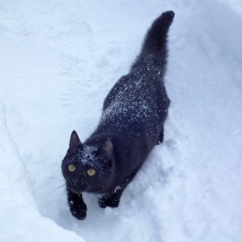 겨울 고양이