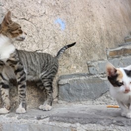 이것만 봐도 알  있음,  초간단 고양이 신뢰도 체크 포인트 4