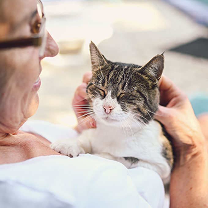 '난 집사가 참 좋아'를 고양이가 느끼는 순간 4