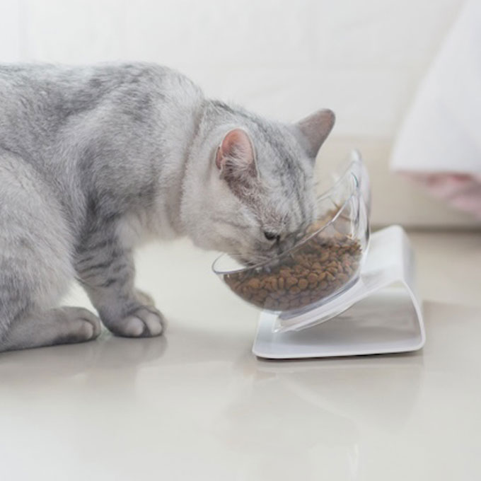 고양이가 음식이 ‘맛있을 때’와 ‘맛없을 때’ 하는 행동 4