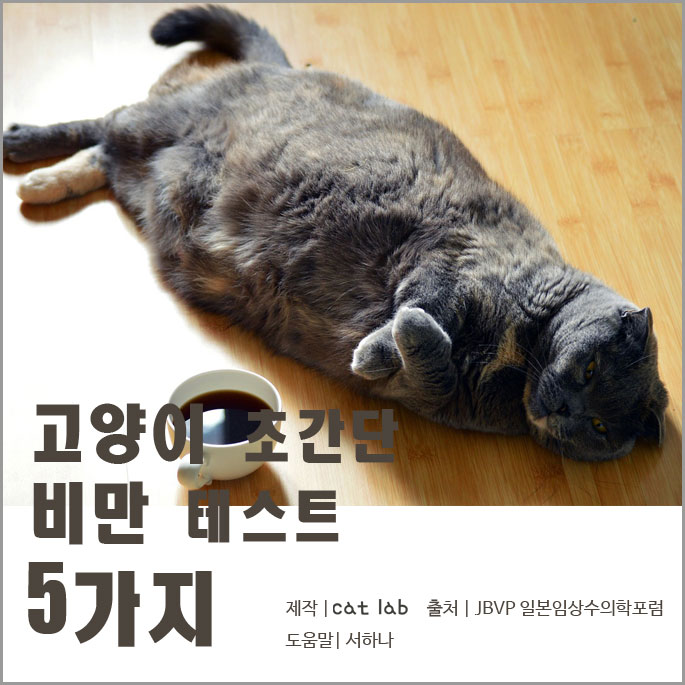 고양이 초간만 비만 테스트 5가지