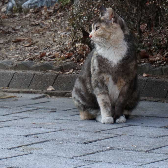 서울시, 시민과 함께 길고양이 9천 마리 중성화 추진