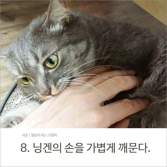 당신의 고양이로부터 당신이 사랑받고 있다는 증거 13가지