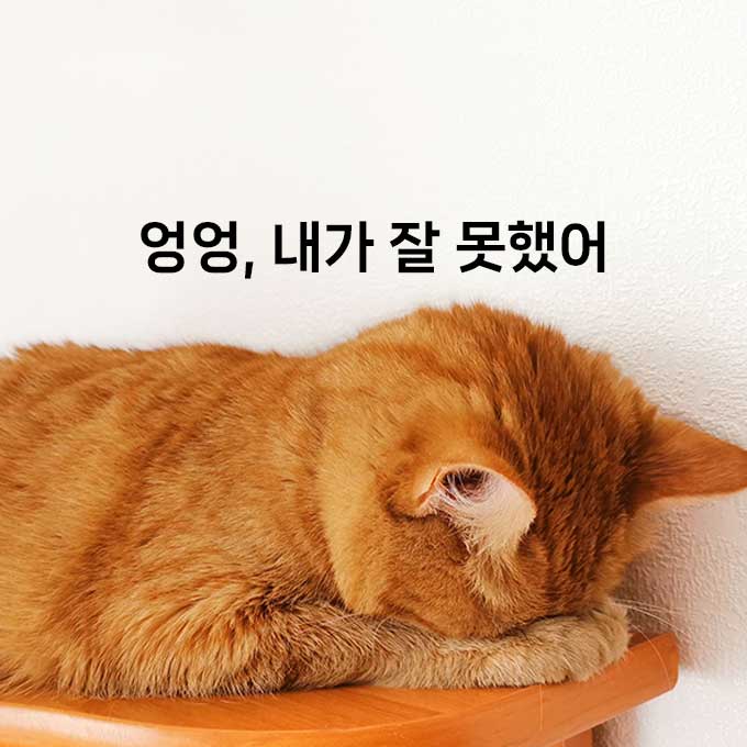 집사는 있지만 고양이한텐 사실 없는 감정 5