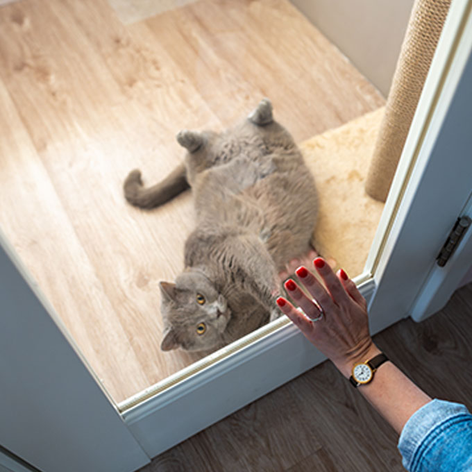 고양이는 집사의 외출을 어떻게 알까? 대표 행동 6가지