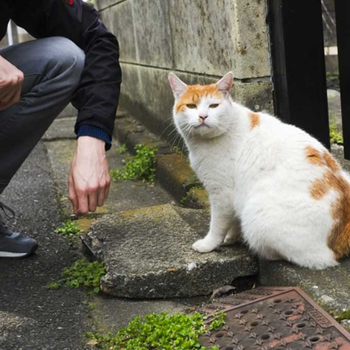 애교 많으면 대장냥일 수도, 동네 보스 고양이 알아보는 법