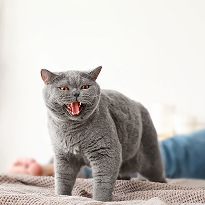 고양이 이름 불렀을 때 리액션으로 보는 심리 3