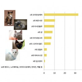 우리나라 10대 고양이 품종  랭킹