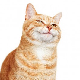 고양이가 집사한테서 “아, 좋아”를 명백히 느끼는 순간 4