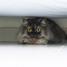 다른 냥 있다고 꼭 행복한 건 아님, 3대 고양이 스트레스