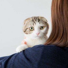 고양이가 마음을 연 사람한테만 하는 행동