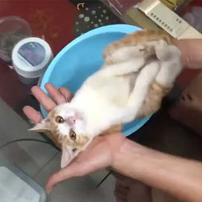 인간 아기 목욕시키기에 고용된 길고양이의 미친 연기력