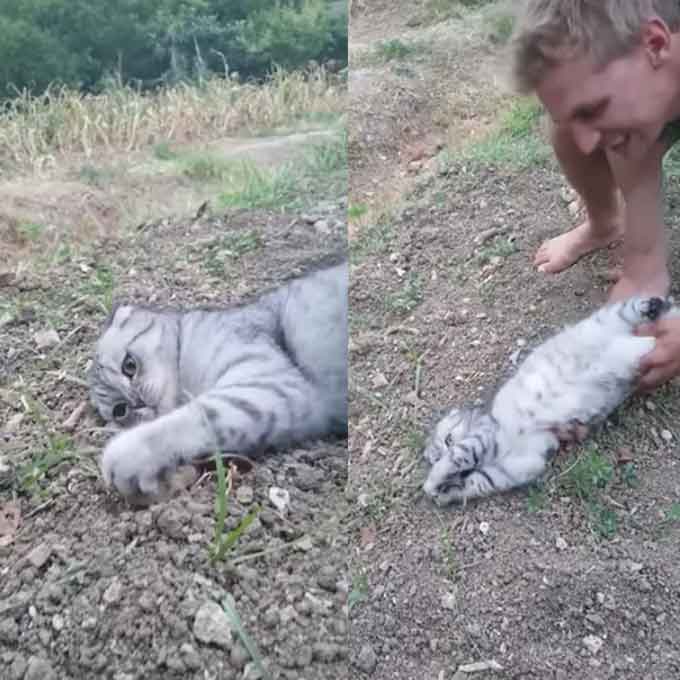 집에 들어가기 싫어 돌멩이 붙잡은 산책냥