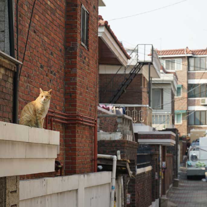 고양이 골목 - 야옹 ⑥