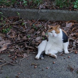 가을 냥이