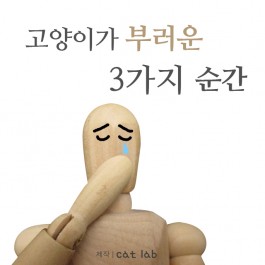 고양이가 부러운 3가지 순간