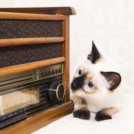 고양이가 좋아하는 음악 모음, 과학이 증명한 고양이를 위한 앨범 4선