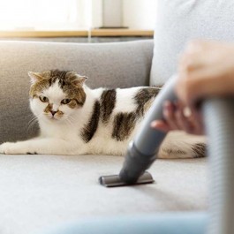 “여긴 꼭 청소해야 함”, 고양이 털이 아주 잘 쌓이는 곳 4