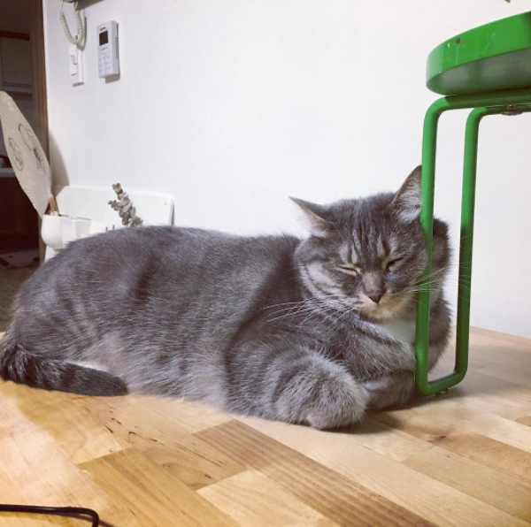 깊은밤 고양이는 잠들고