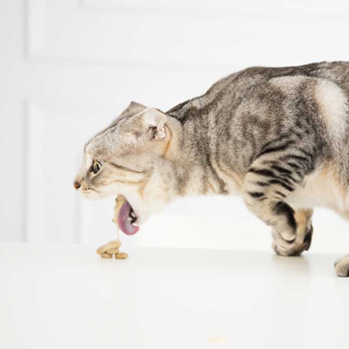 그런데 고양이는 왜 그렇게 구토를 자주 할까
