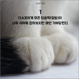 이중에 있다, 고양이 집사가 되면 '자동'으로 하게 되는 행동 10