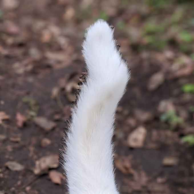 ​엄마 냥에 밟혔다고? 고양이 꼬리가 굽는 이유 3