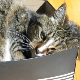 Q. 고양이가 작은 종이상자에 집착하는 까닭