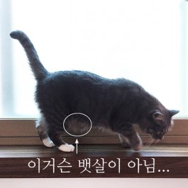 Q. 고양이 뱃살은 왜 이렇게 늘어지는걸까?